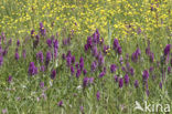 Brede orchis (Dactylorhiza majalis)