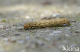 Broad-bordered Yellow Underwing (Noctua fimbriata)