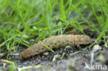 Broad-bordered Yellow Underwing (Noctua fimbriata)