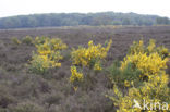 Broom (Cytisus scoparius)