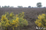 Broom (Cytisus scoparius)
