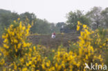 Broom (Cytisus scoparius)