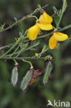 Broom (Cytisus scoparius)