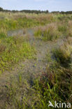 Bruinrode heidelibel (Sympetrum striolatum)