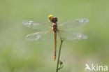 Bruinrode heidelibel (Sympetrum striolatum)