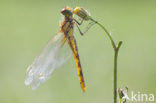 Bruinrode heidelibel (Sympetrum striolatum)