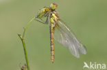 Bruinrode heidelibel (Sympetrum striolatum)