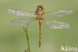 Common Darter (Sympetrum striolatum)