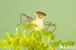 Bruinrode heidelibel (Sympetrum striolatum)