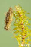 Bruinrode heidelibel (Sympetrum striolatum)