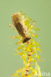 Bruinrode heidelibel (Sympetrum striolatum)