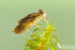 Bruinrode heidelibel (Sympetrum striolatum)