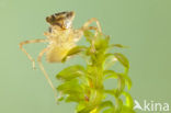 Bruinrode heidelibel (Sympetrum striolatum)