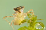 Bruinrode heidelibel (Sympetrum striolatum)