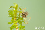 Bruinrode heidelibel (Sympetrum striolatum)