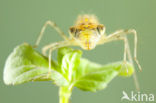 Bruinrode heidelibel (Sympetrum striolatum)