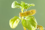 Bruinrode heidelibel (Sympetrum striolatum)