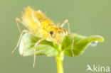 Bruinrode heidelibel (Sympetrum striolatum)