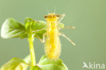 Bruinrode heidelibel (Sympetrum striolatum)