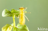 Bruinrode heidelibel (Sympetrum striolatum)