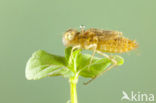 Bruinrode heidelibel (Sympetrum striolatum)