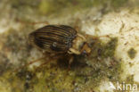 Brychius elevatus