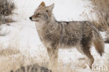 Coyote (Canis latrans)