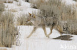 Coyote (Canis latrans)