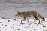 Coyote (Canis latrans)