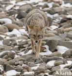 Coyote (Canis latrans)