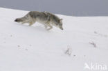 Coyote (Canis latrans)