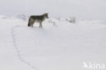 Coyote (Canis latrans)