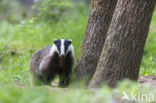 Badger (Meles meles)