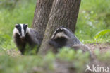 Badger (Meles meles)