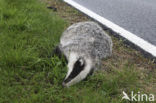 Badger (Meles meles)