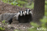 Badger (Meles meles)