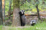 Badger (Meles meles)