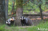 Badger (Meles meles)