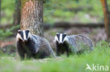 Badger (Meles meles)