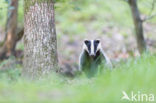 Badger (Meles meles)