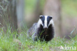 Badger (Meles meles)