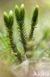 Fir Clubmoss (Huperzia selago)