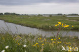 Common Hawkweed (Hieracium vulgatum)