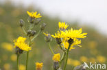 Common Hawkweed (Hieracium vulgatum)