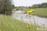 Common Hawkweed (Hieracium vulgatum)