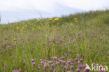 Common Hawkweed (Hieracium vulgatum)