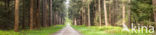 Douglas Fir (Pseudotsuga menziesii)