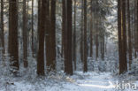 Douglas Fir (Pseudotsuga menziesii)