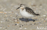 Sanderling (Calidris alba)