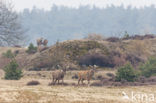 Red Deer (Cervus elaphus)